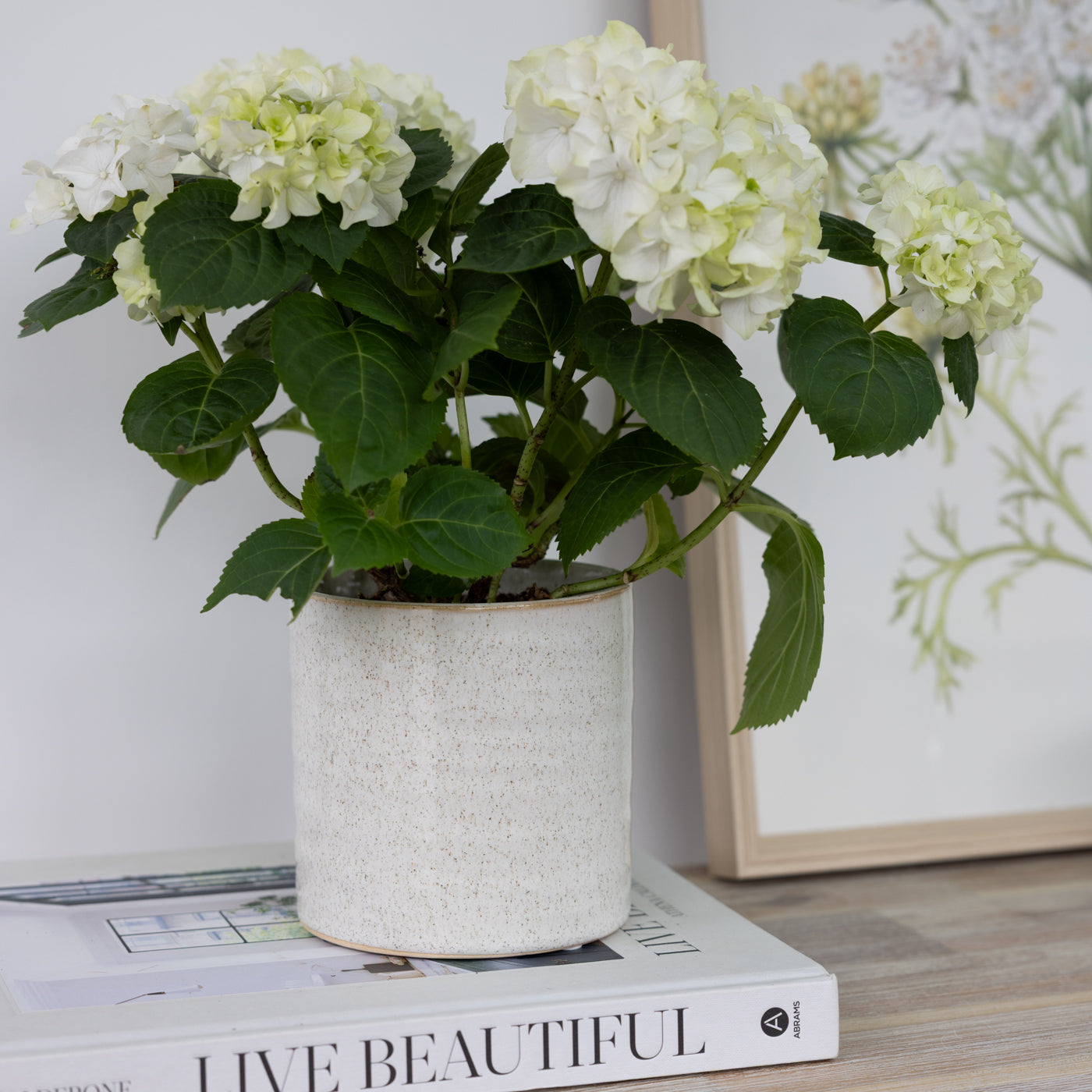 Elfrida Off White Stoneware Pots