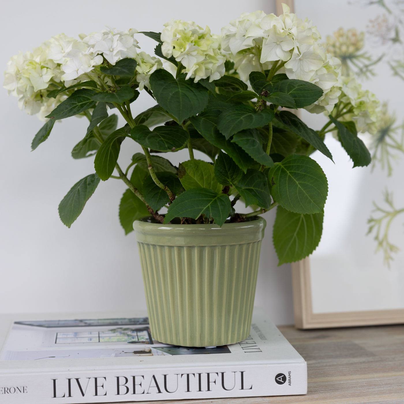 Estrid Olive Green Ceramic Pots