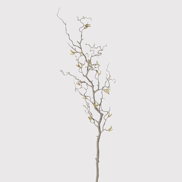 Contorted Willow Branch With Catkins.