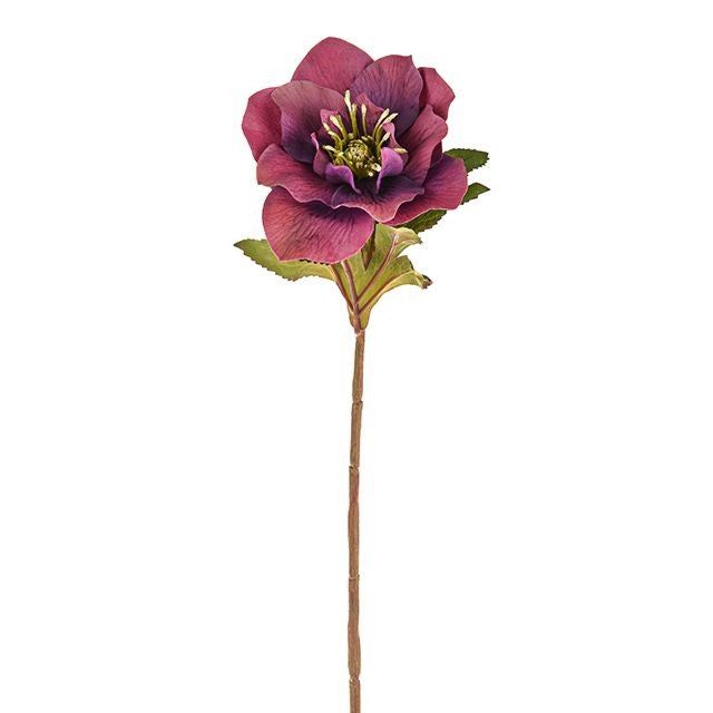 Hellebore Purple Stem 49cm