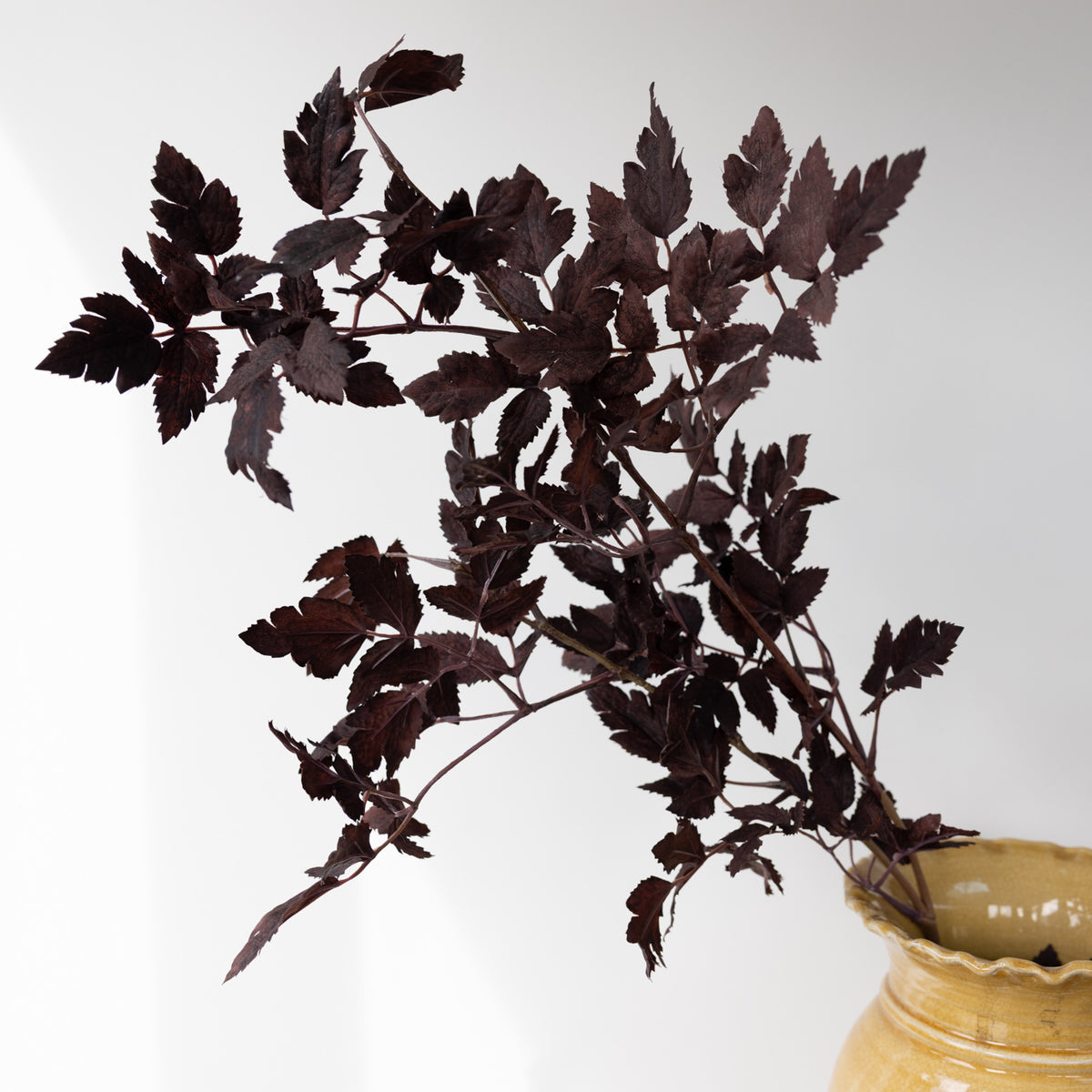 Faux Burgundy Physocarpus Diabolo Branch
