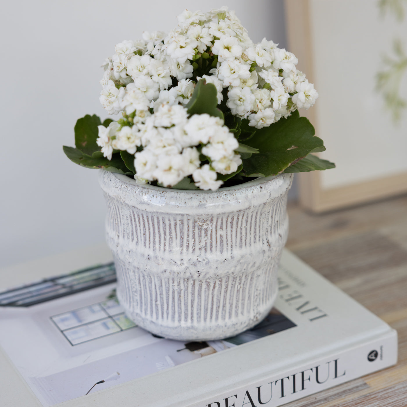 Asta Distressed Off White Planter