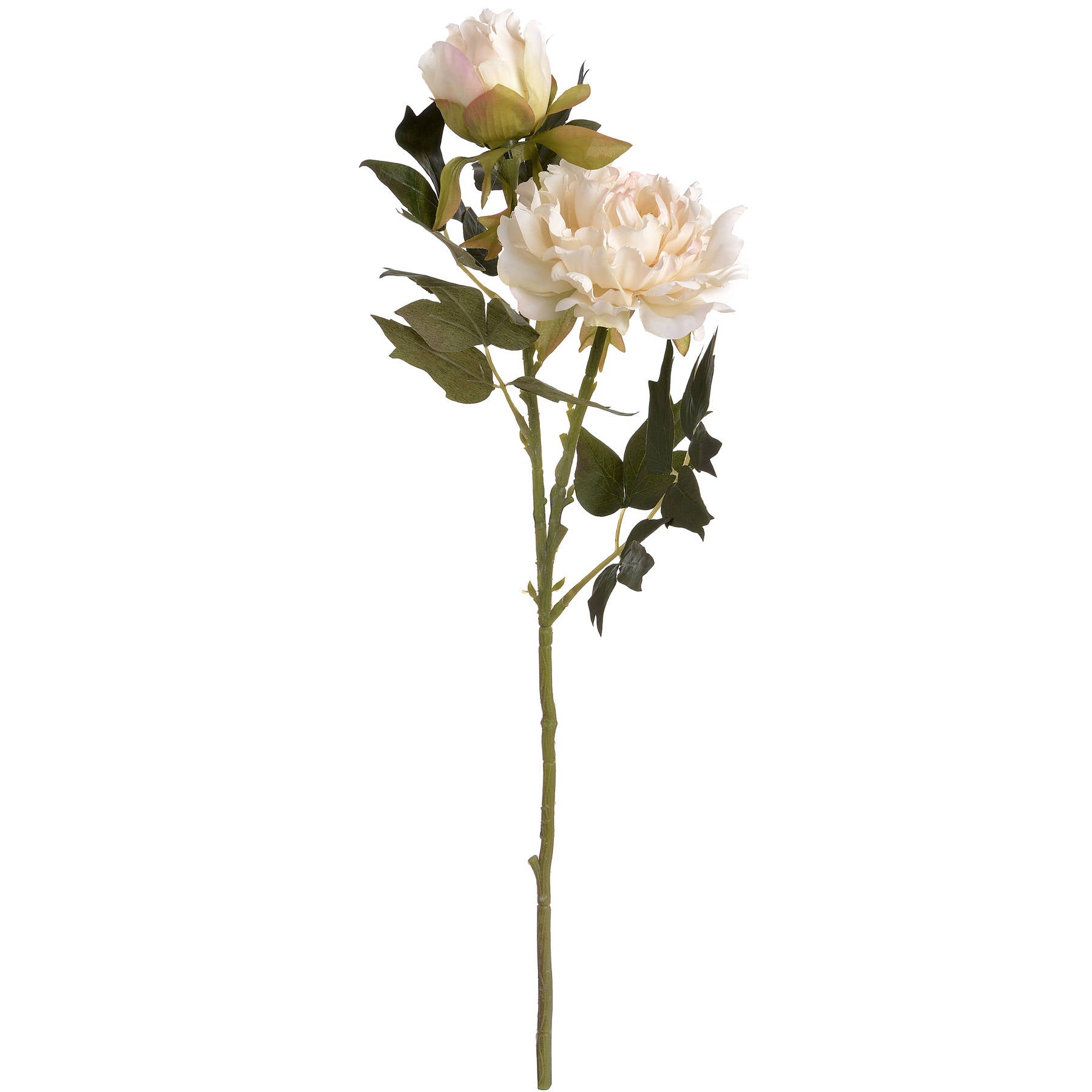 White Fashion Peony Stem