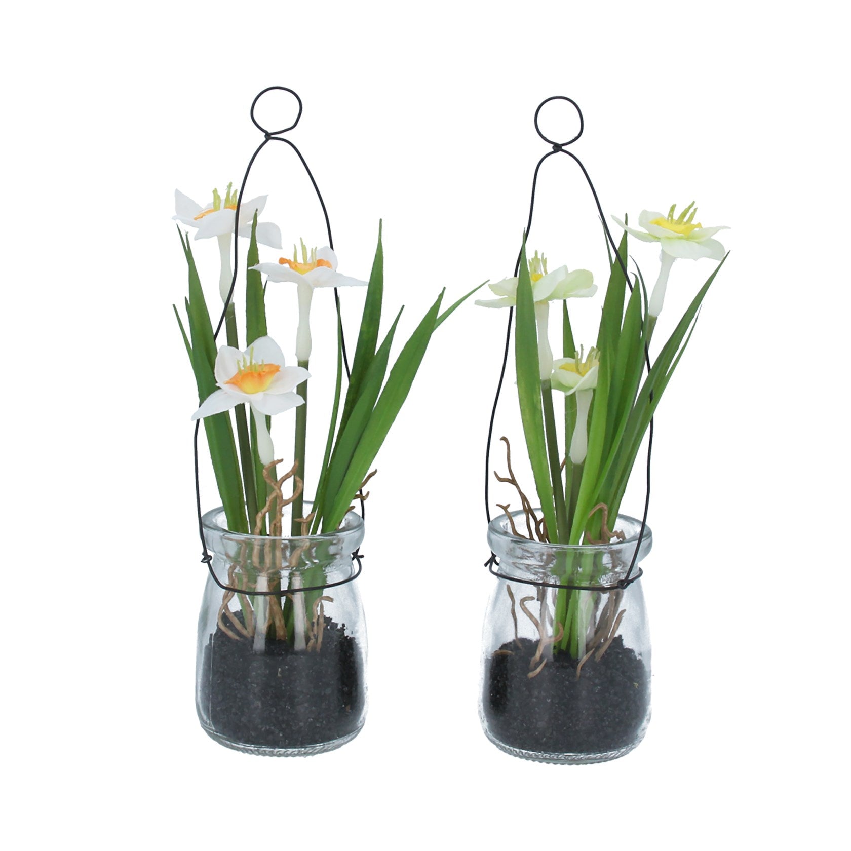 Hanging Glass Potted Narcissus