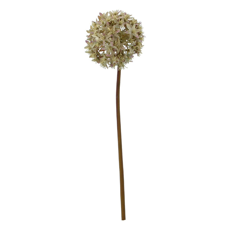 Antiqued Dried Allium Stem