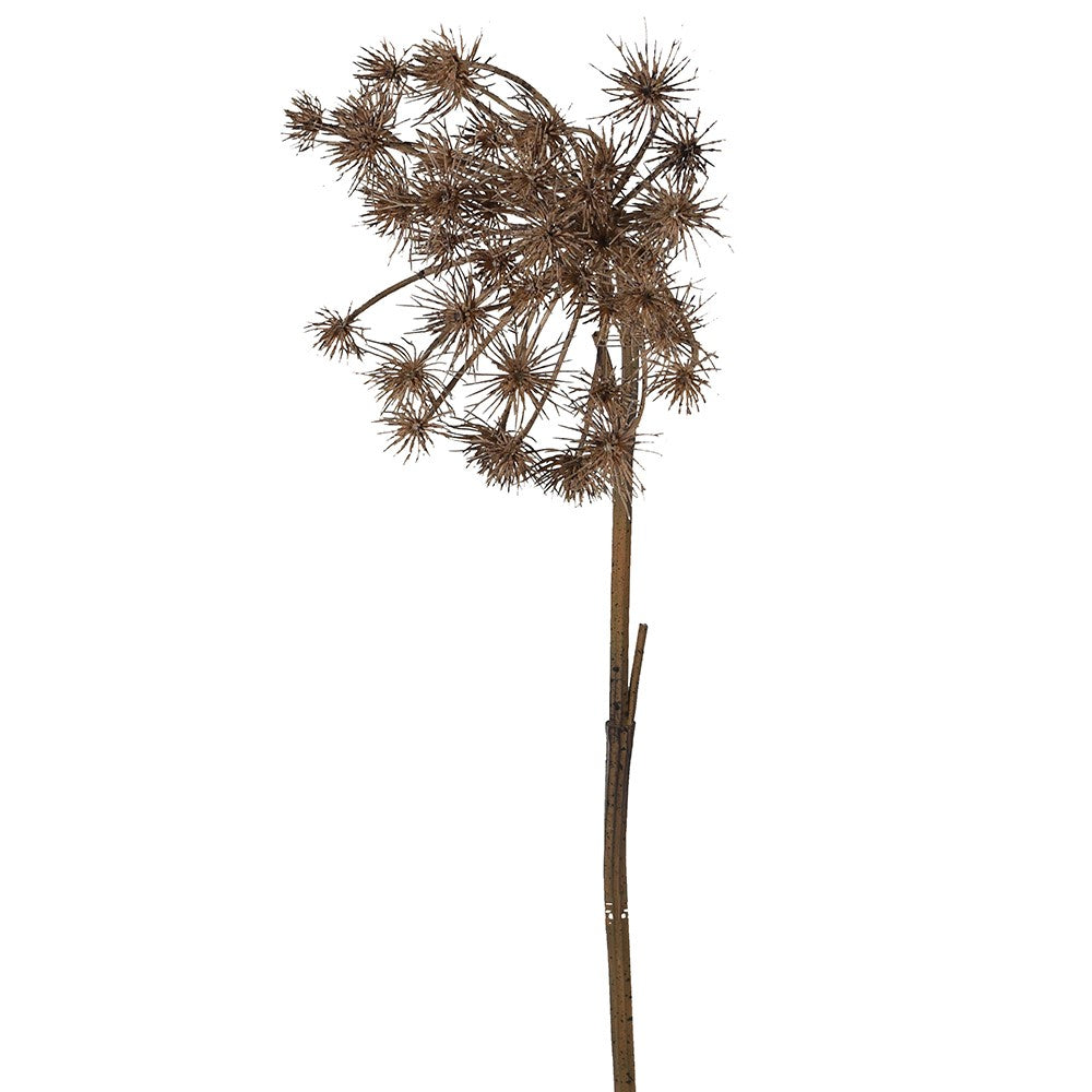 Brown Queen Anne's Lace Stem