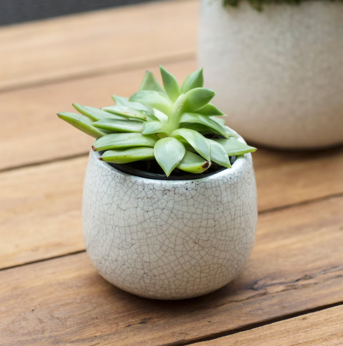 Ceramic Elena Distressed Pot Small