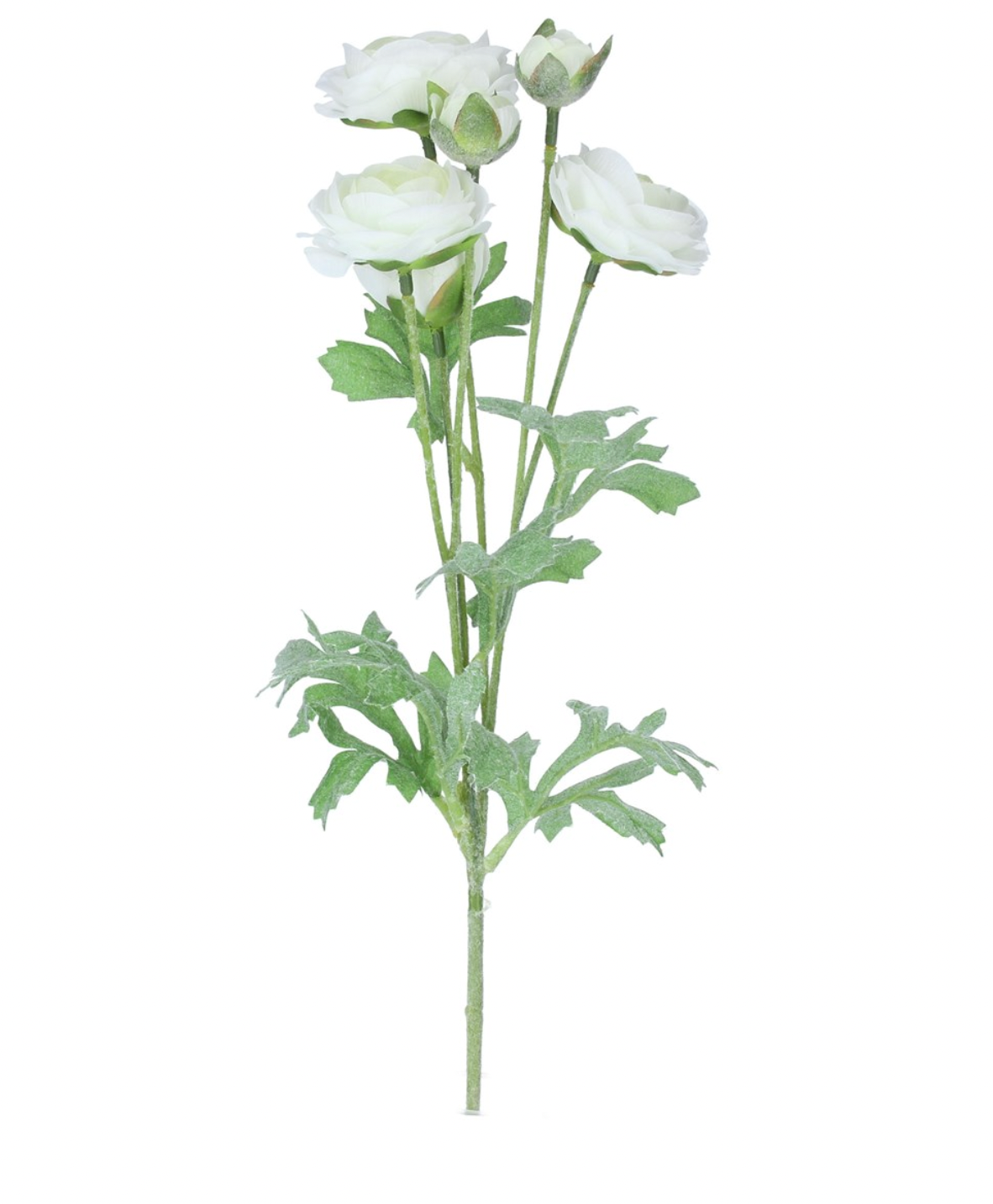 White Ranunculus Spray