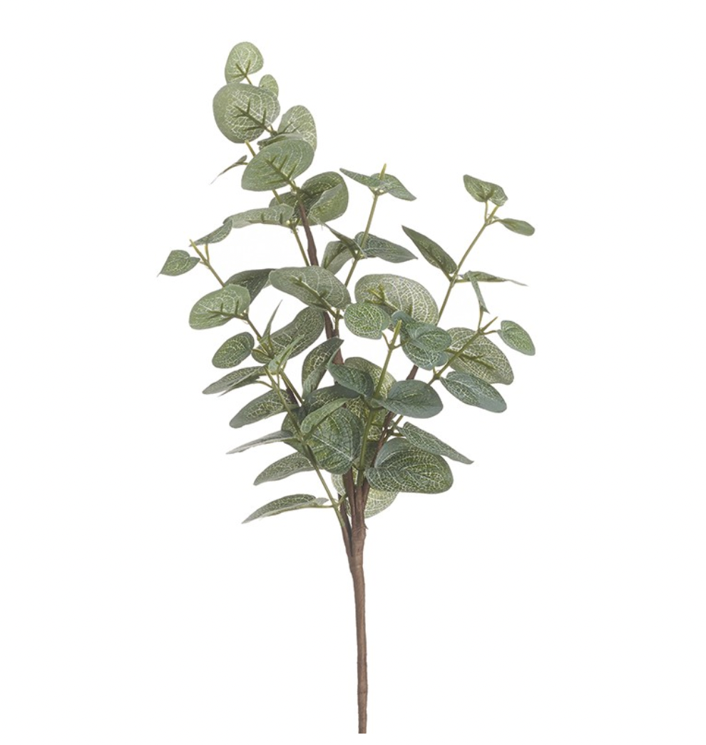 Eucalyptus Leaf Stem