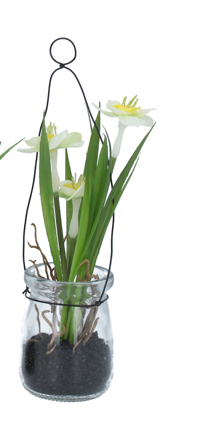 Hanging Glass Potted Narcissus