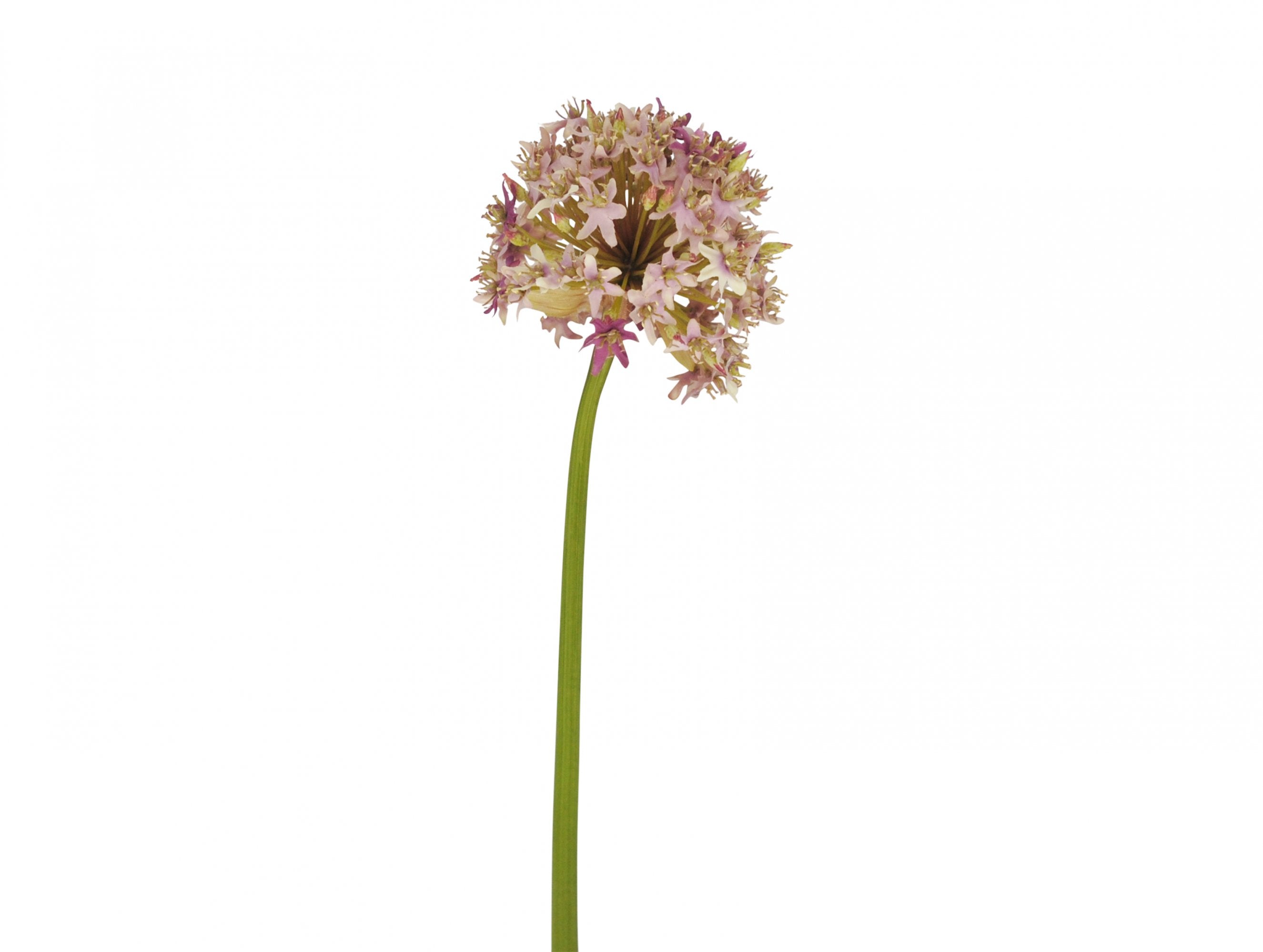 Faux Purple Everest Allium