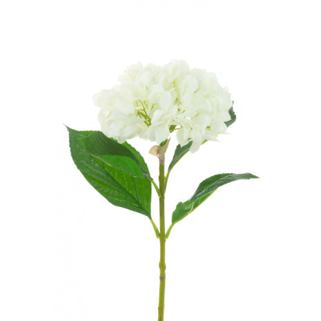 Tall Cream Hydrangea Stems