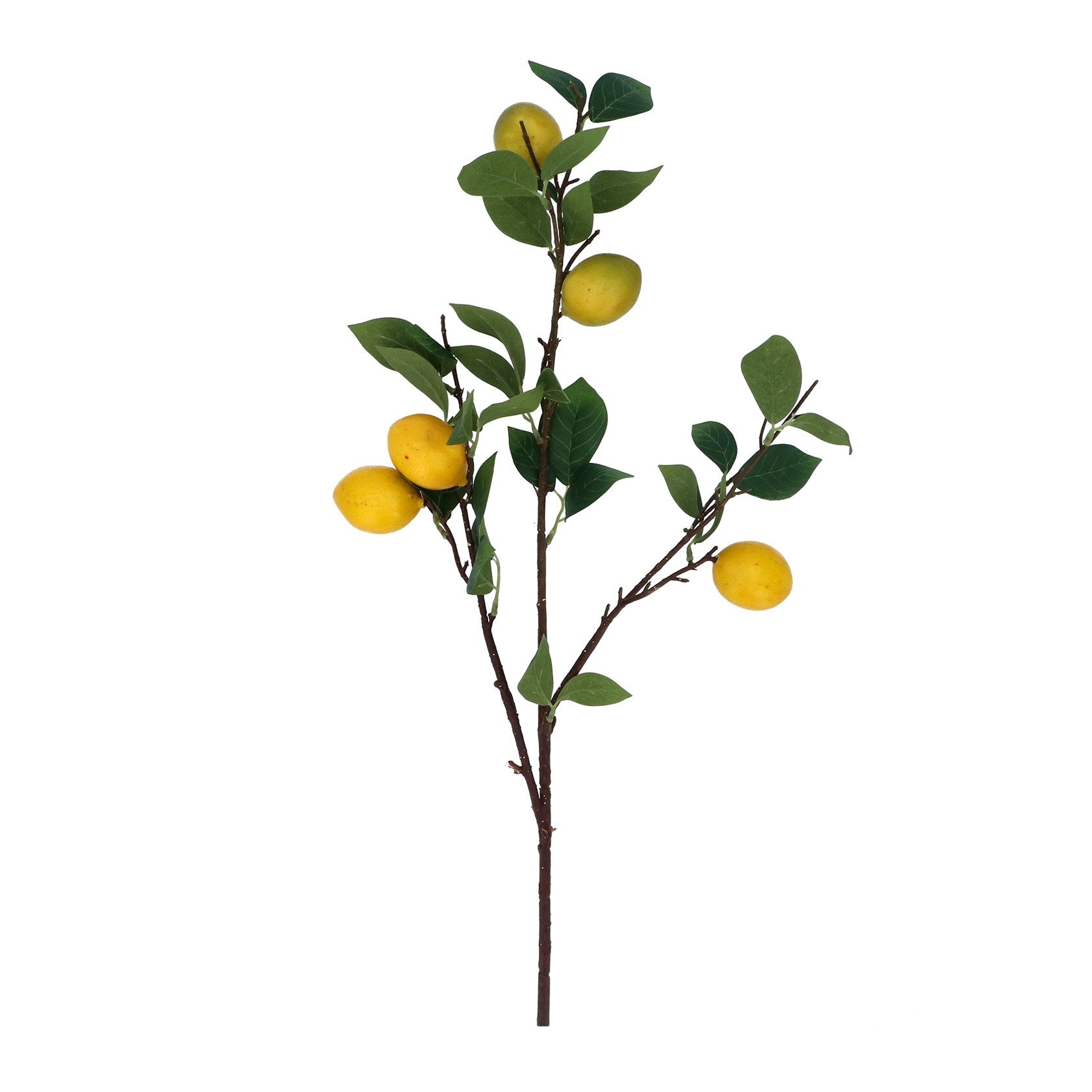 Lemon Branch Stem