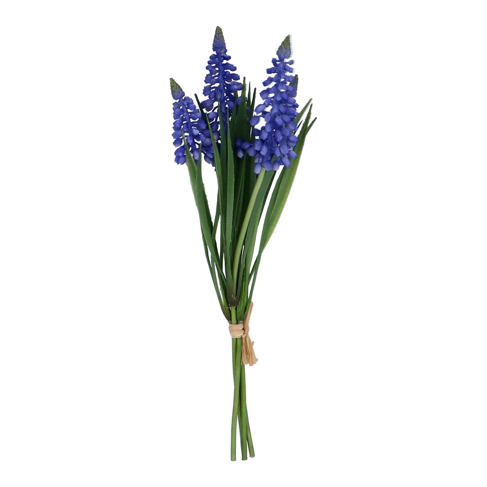 Blue Muscari Bunch of Flowers