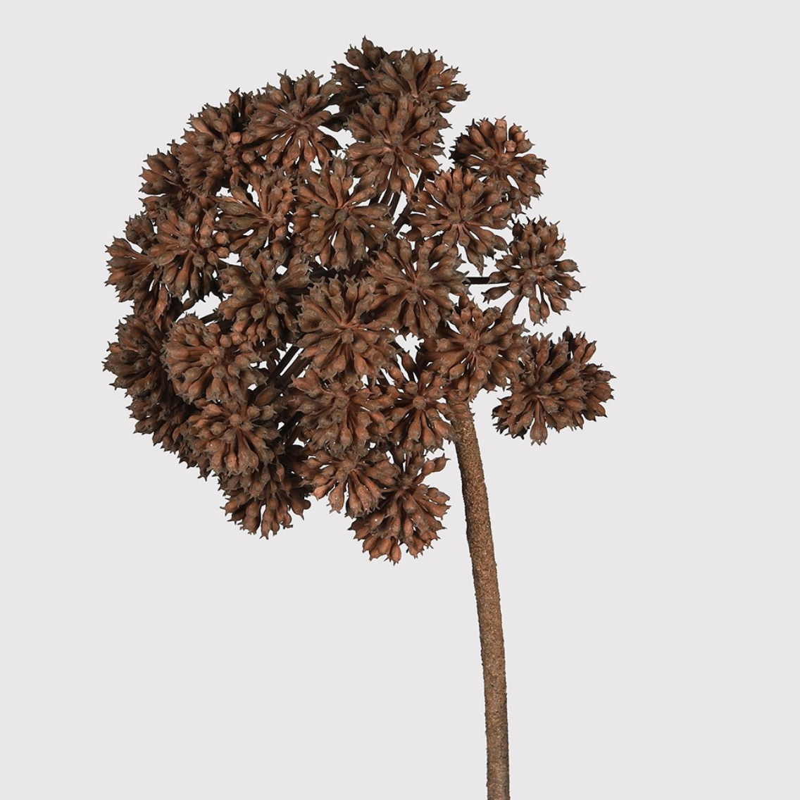 Faux Brown Angelica Spray