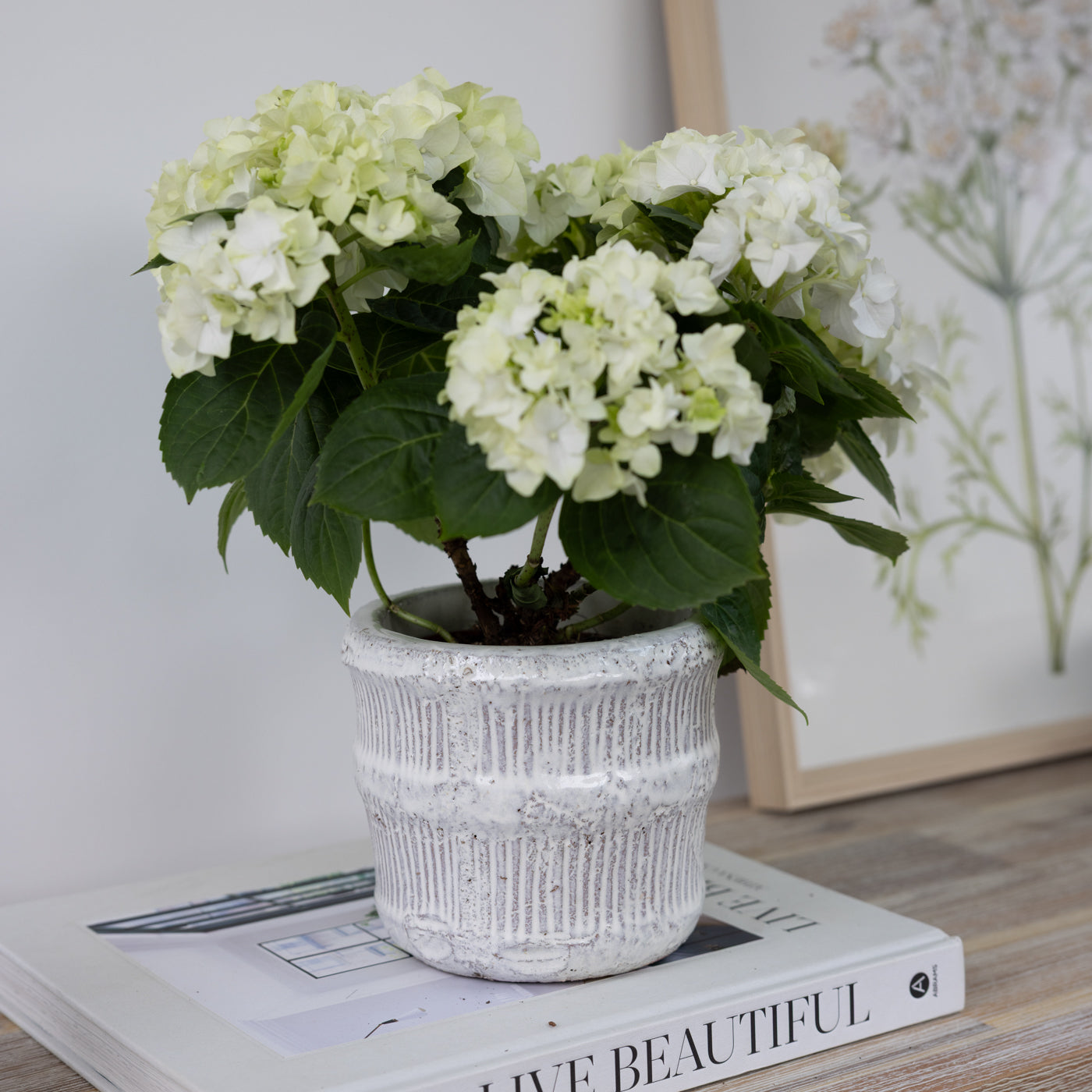 Asta Distressed Off White Planter