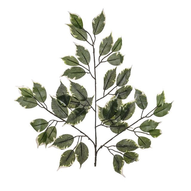 Green Ficus Leafy Branch 50cm