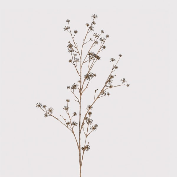 Brown Dogwood Stem