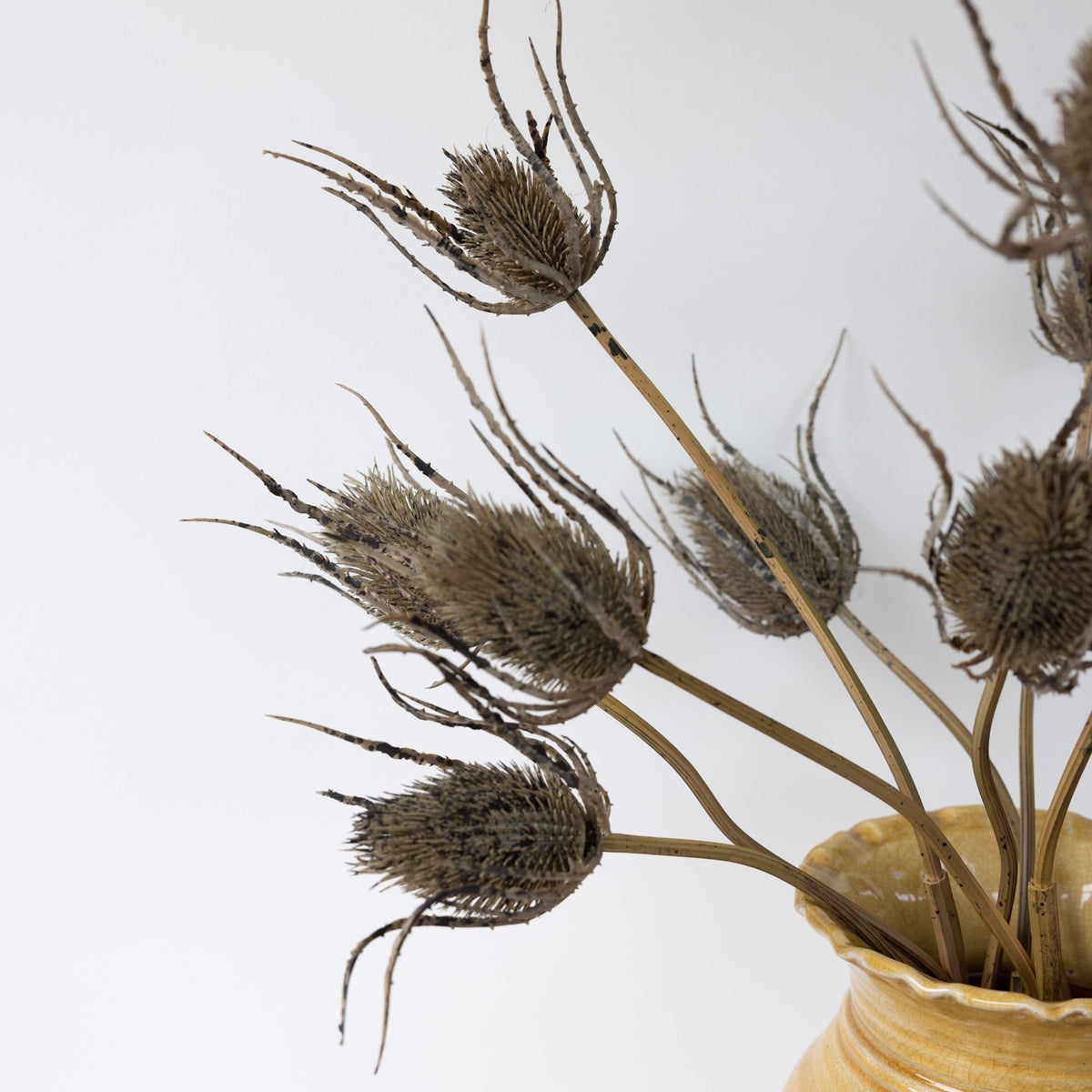 Faux Dried Teasel Stem