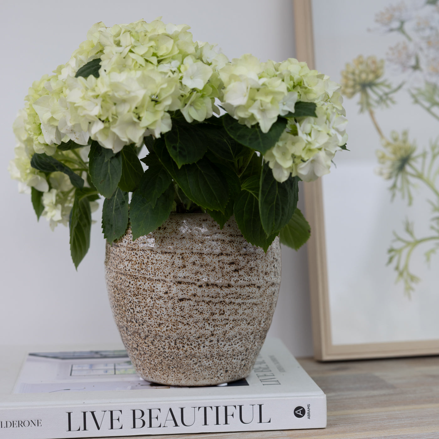 Kornelia Brown Stoneware Planter