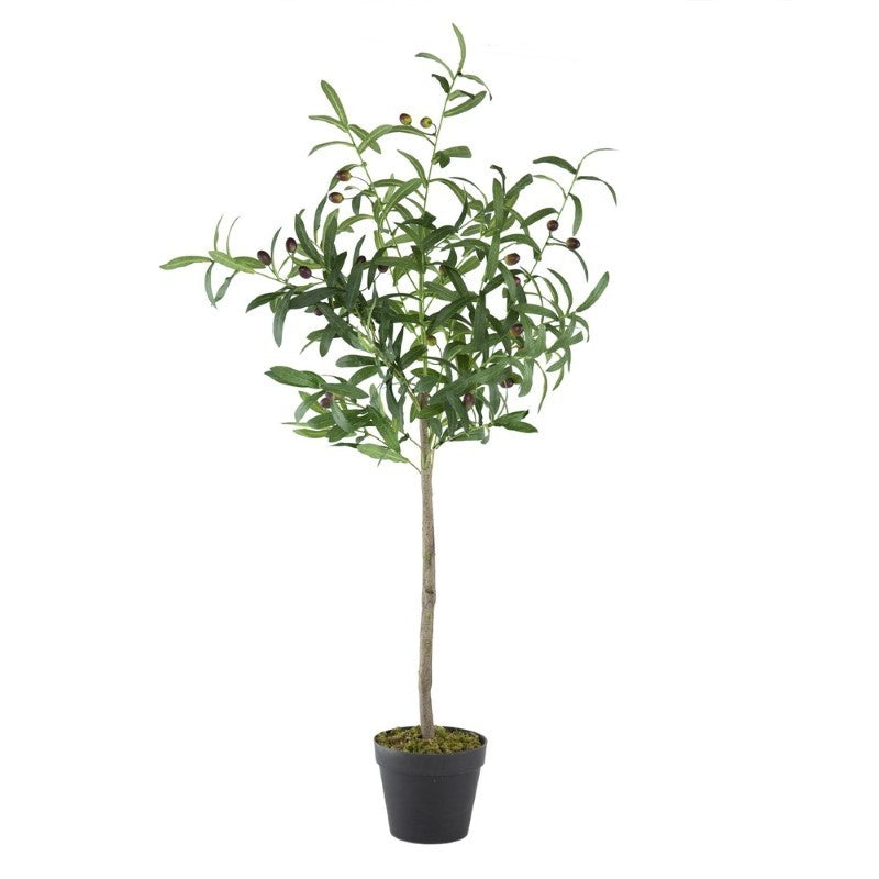 Olive Tree in Pot