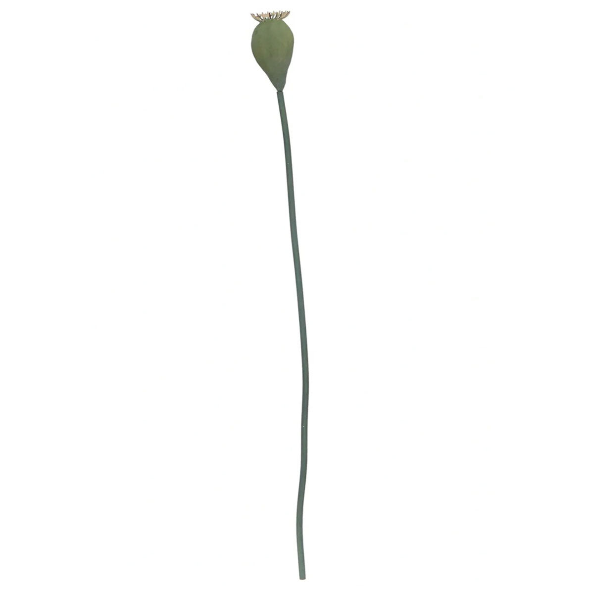Poppy Seed Head Stem