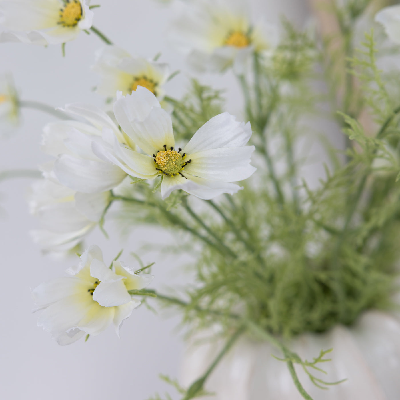 White Cosmos Spray
