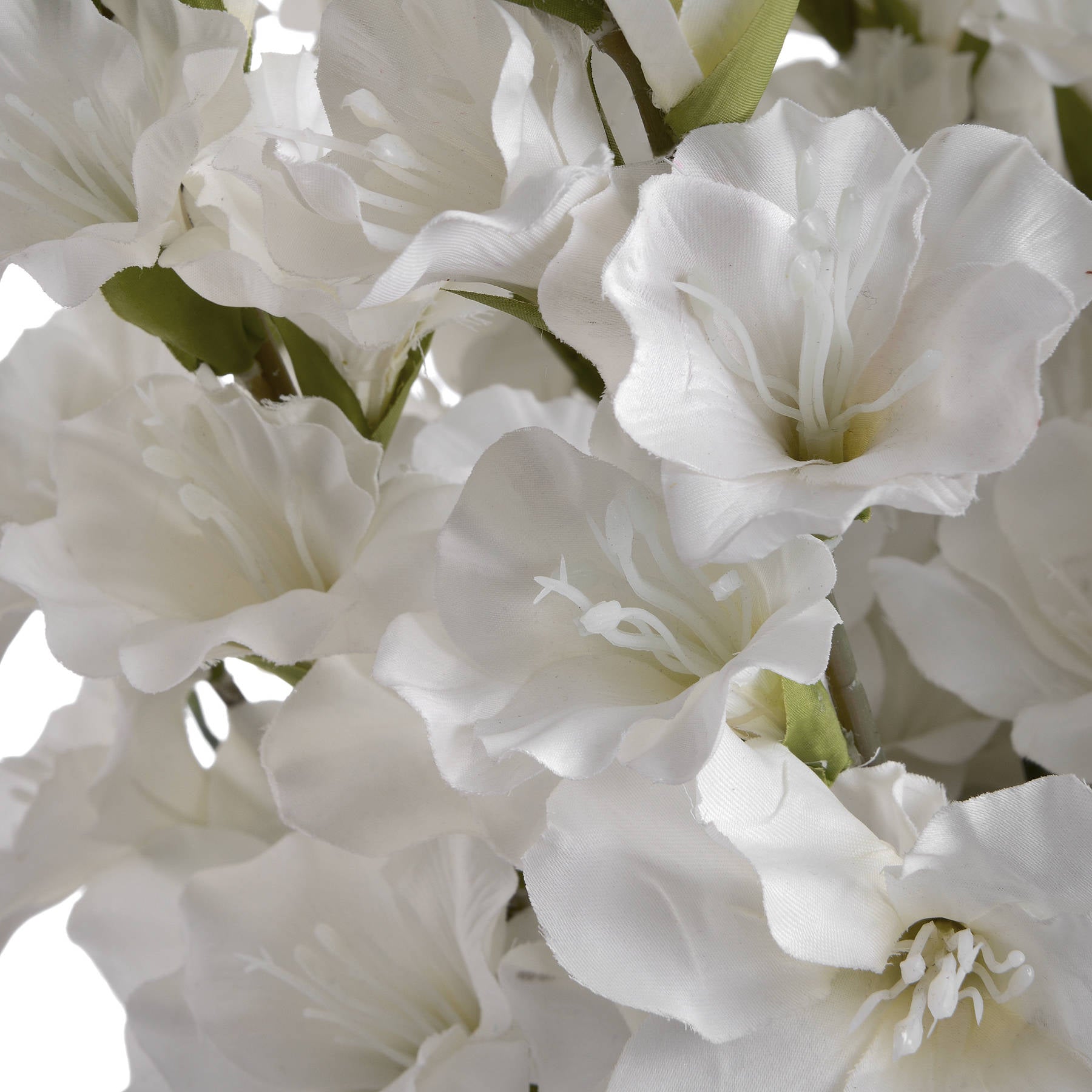 White Gladioli Stem