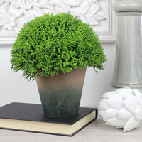 Thumbnail for Faux Hebe Globe Pot