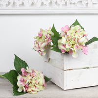 Thumbnail for Small Single Cream and Pink Hydrangea