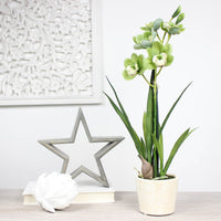 Thumbnail for Faux Green Potted Orchid Cymbidium
