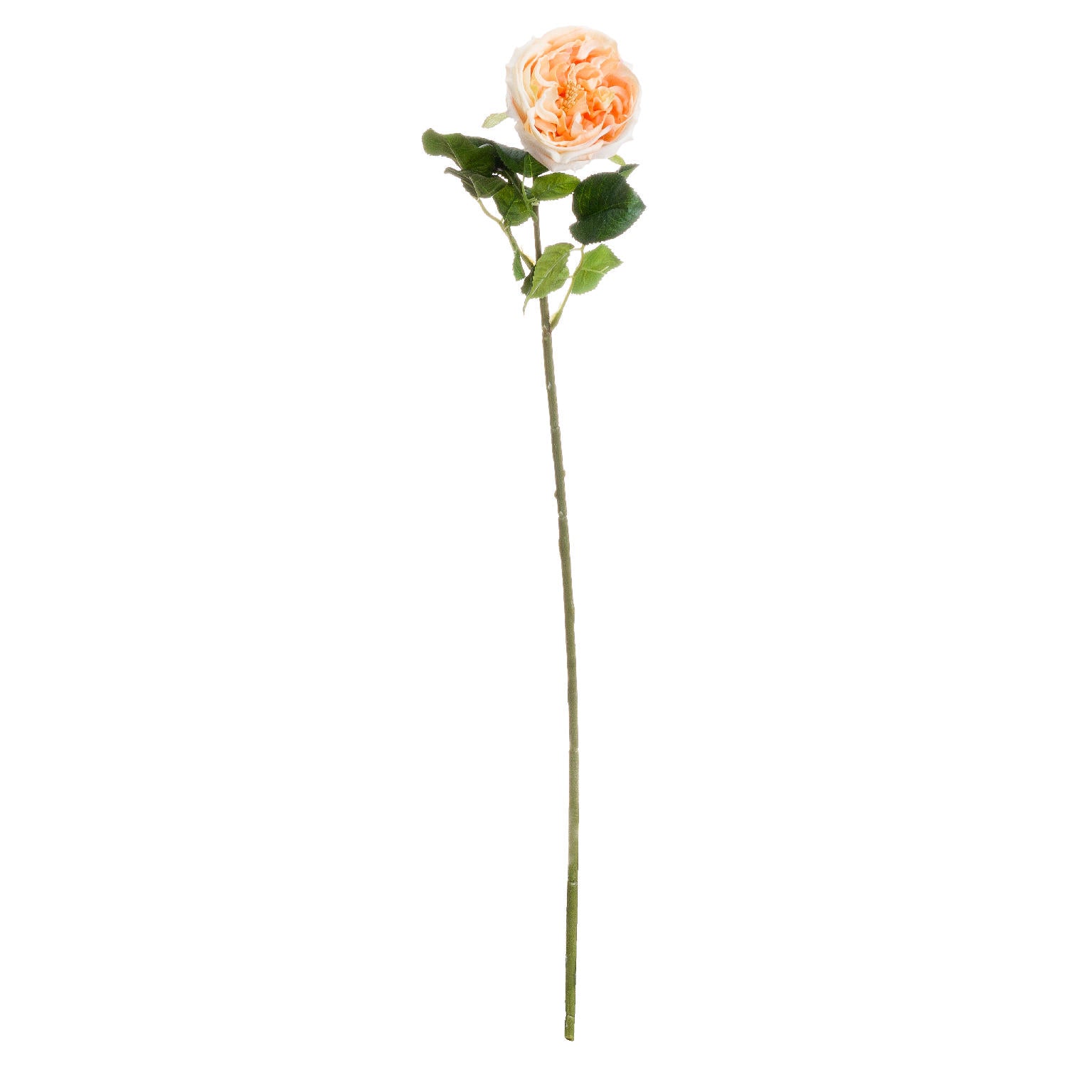 Faux Butter Portland Rose