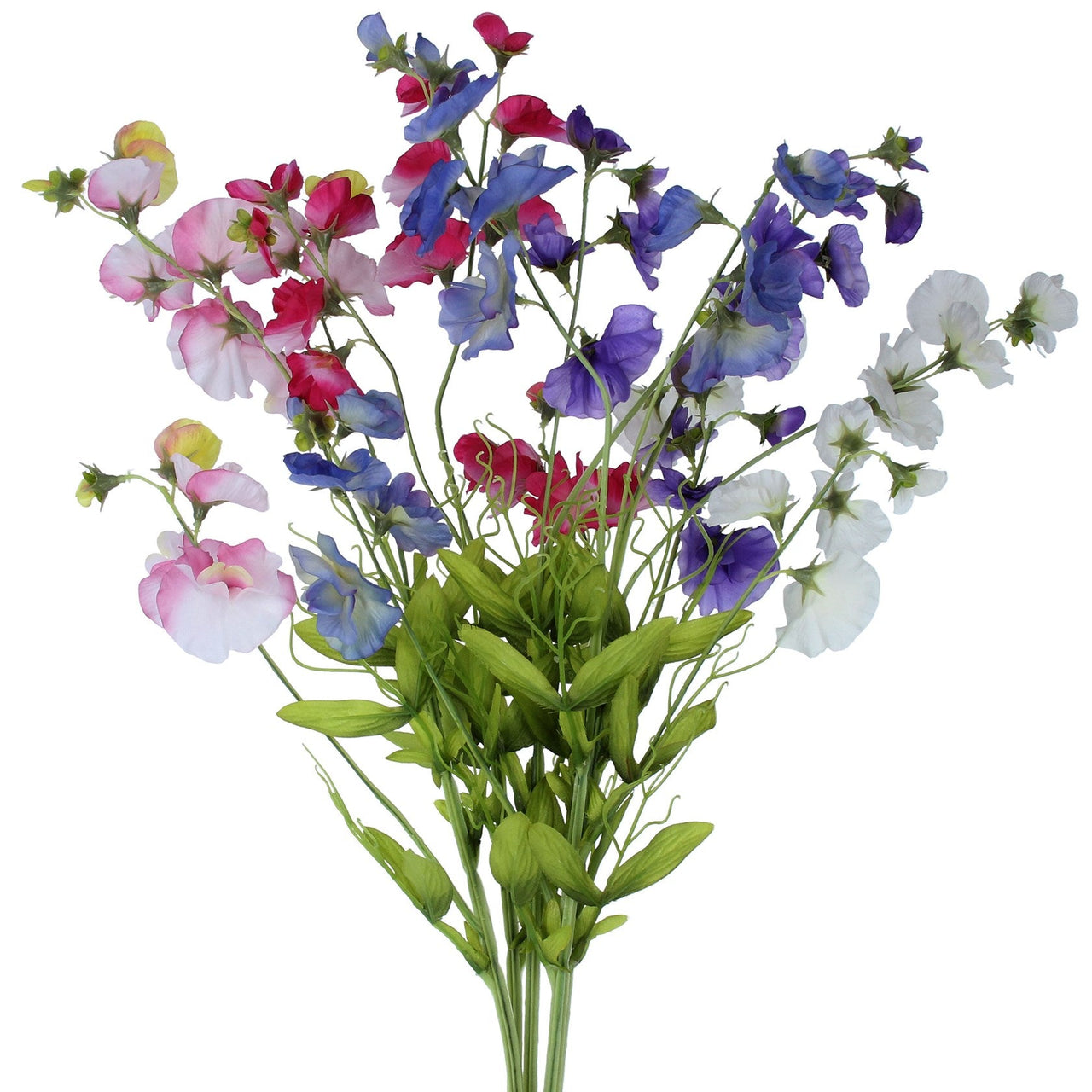Sweet Pea Stems