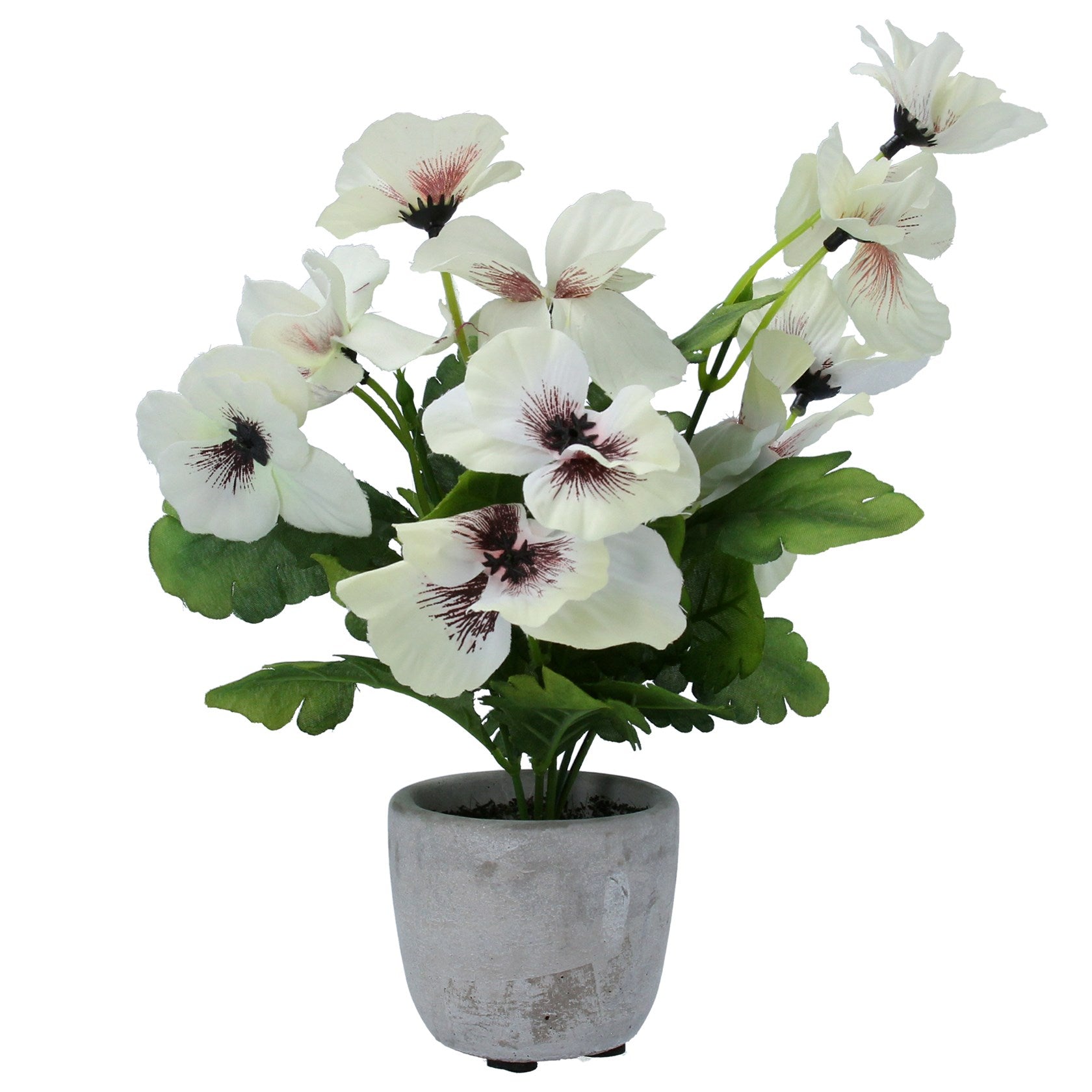 White Pansy Potted Flower