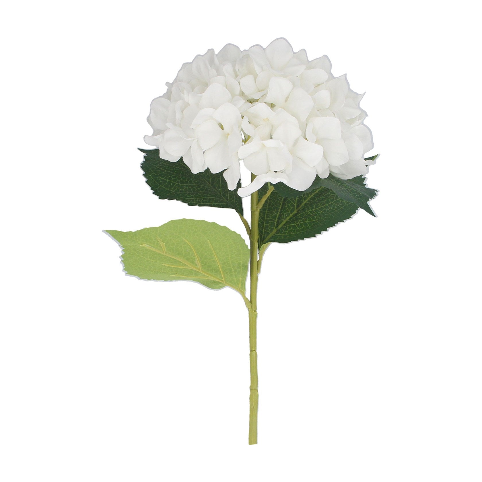 White Hydrangea Stem