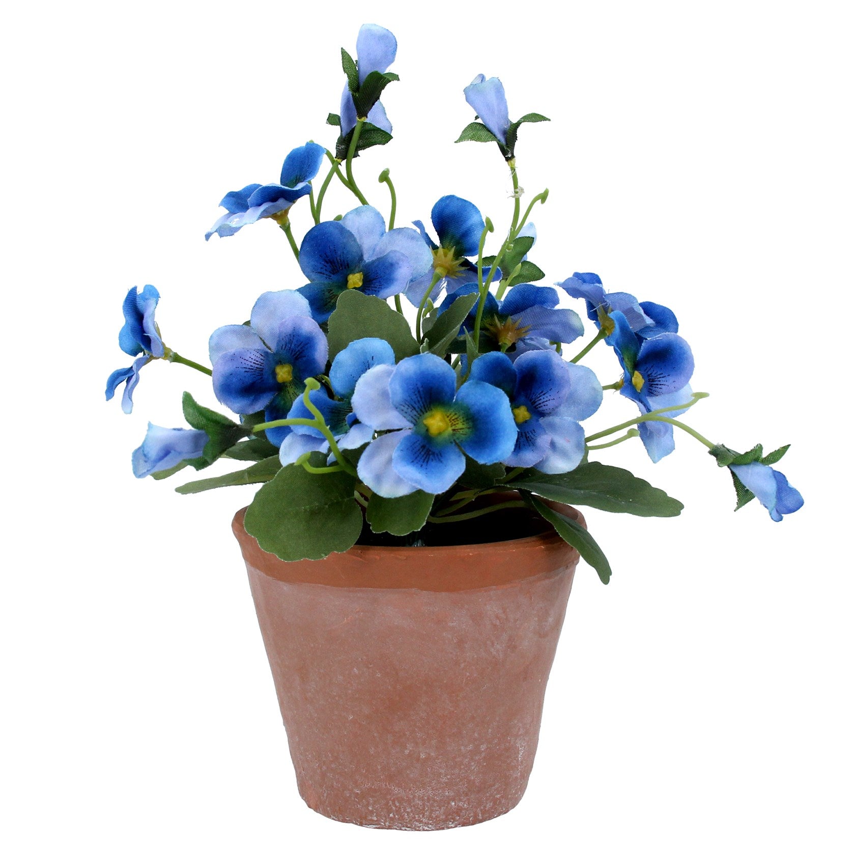 Blue Viola In Terracota Pot