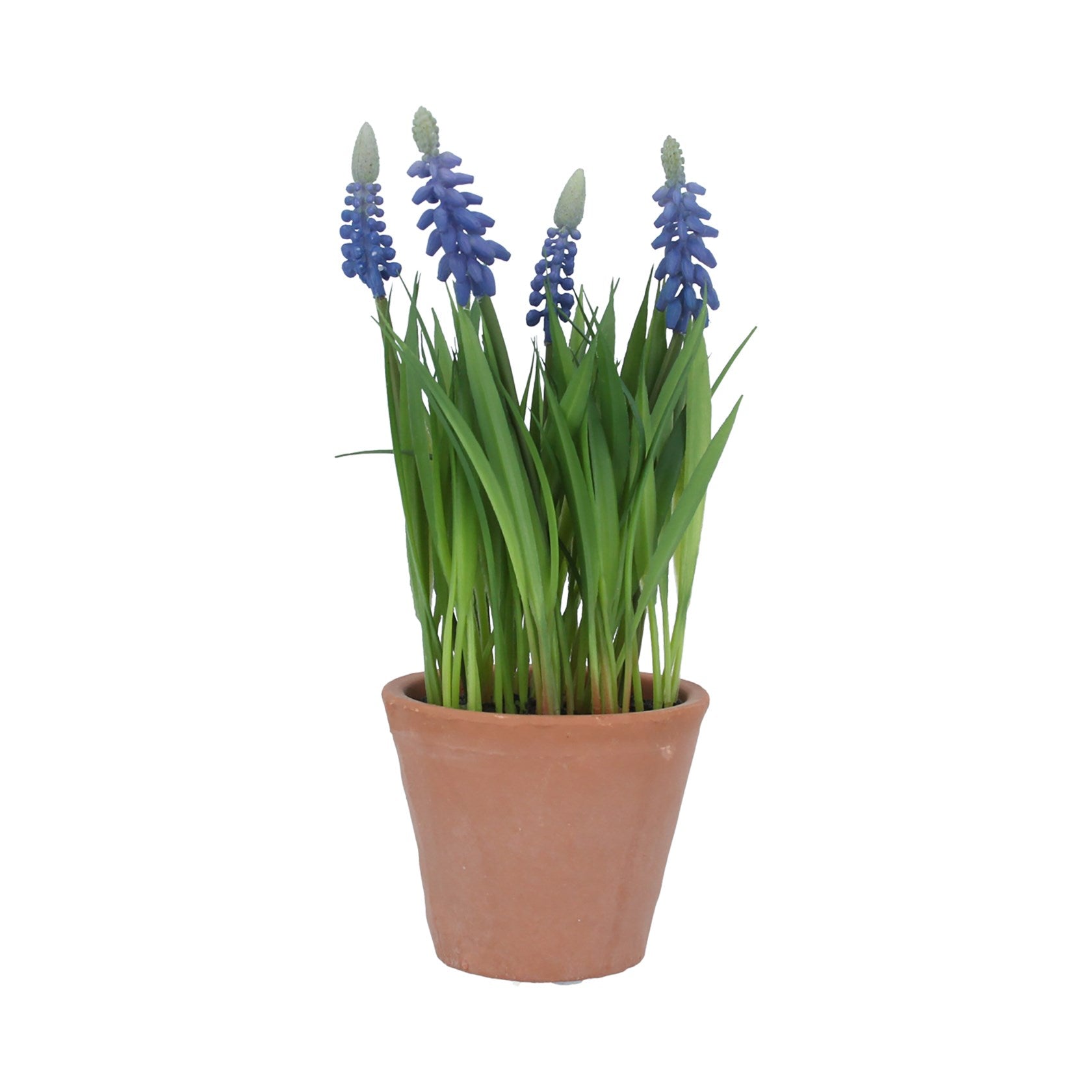Blue Muscari Terracotta Potted Plant