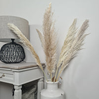 Thumbnail for Butter Pampas Grass