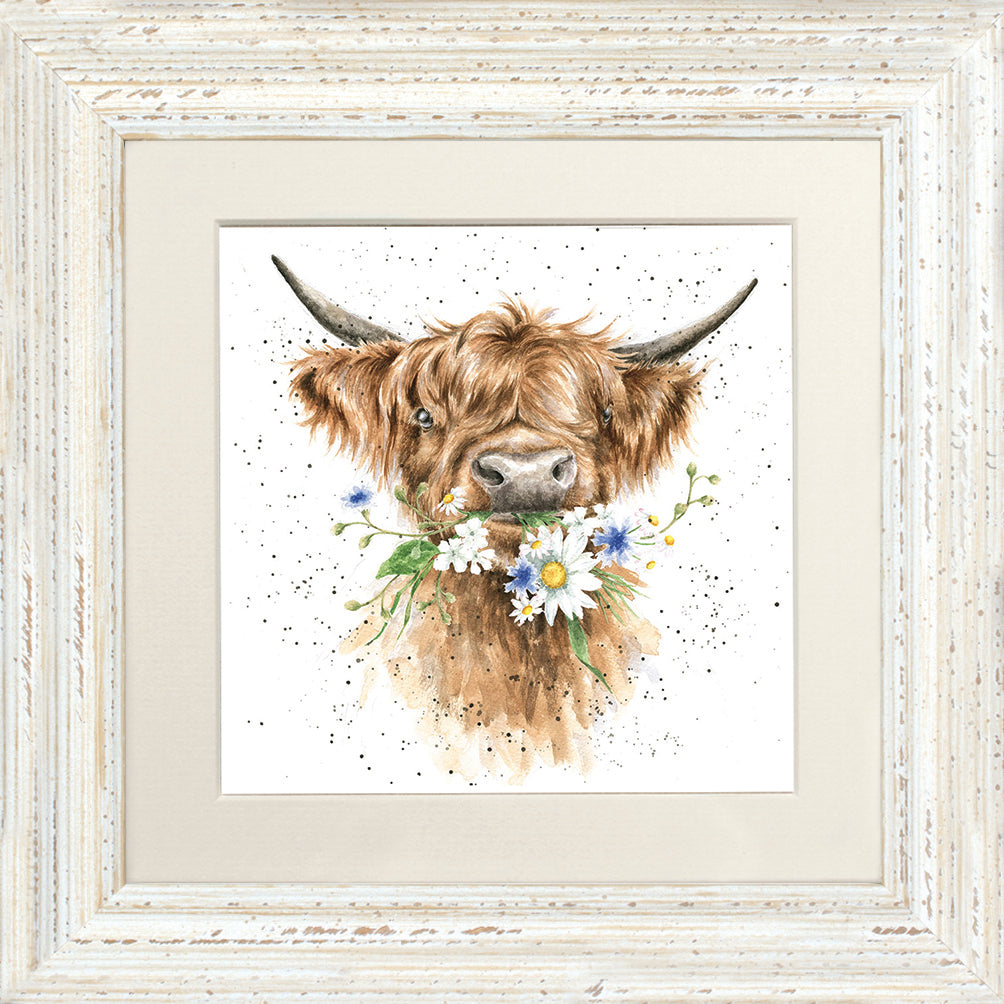 Wrendale Highland Cow Picture Daisy Coo White Framed Card