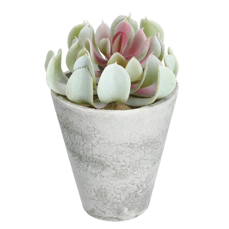 Potted Faux Blush Echevaria