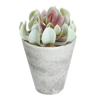 Thumbnail for Potted Faux Blush Echevaria