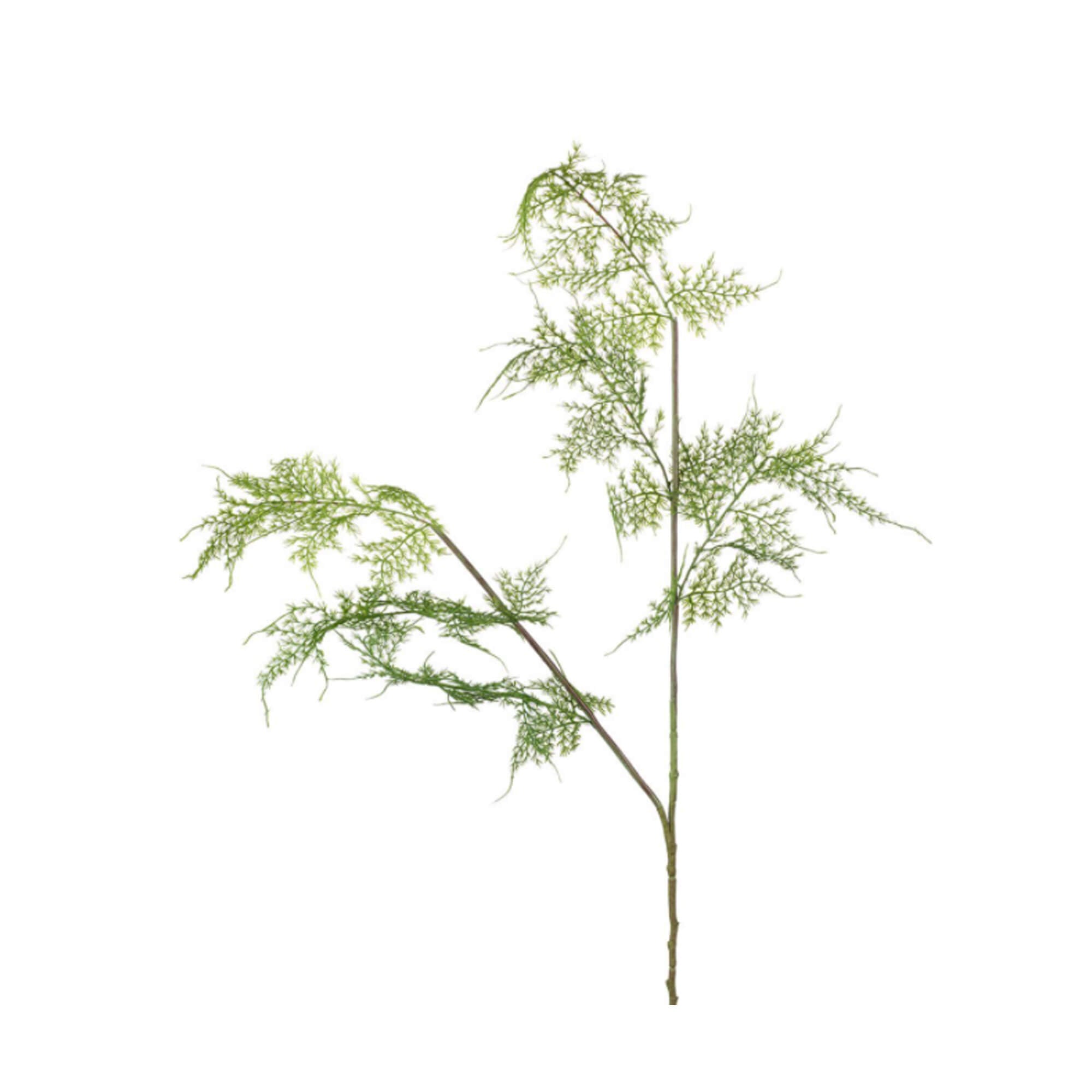 Green Asparagus Fern Spray