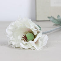 Thumbnail for Heirloom Pepperbox Poppy