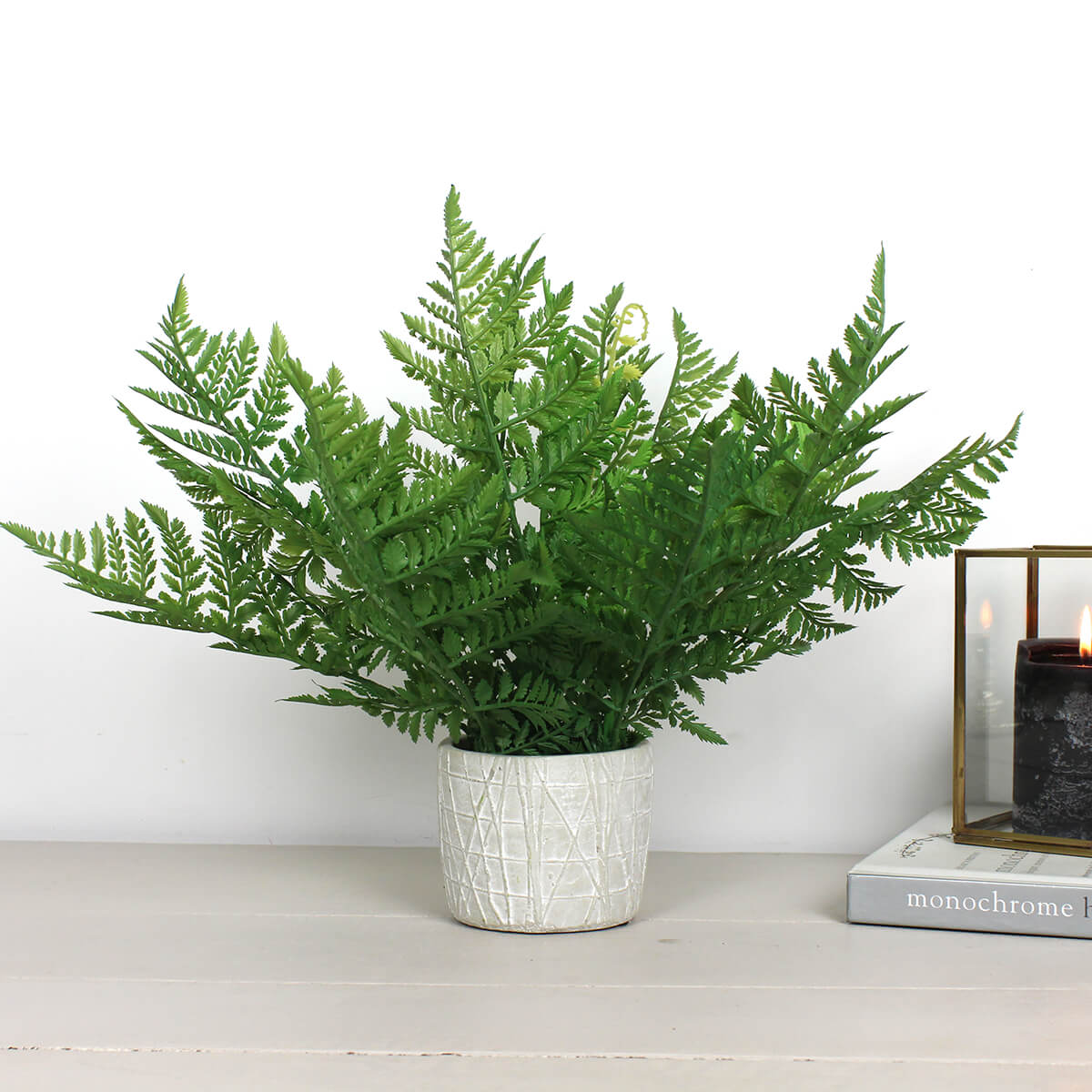 Zig Zag Potted Fern