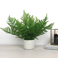 Thumbnail for Zig Zag Potted Fern