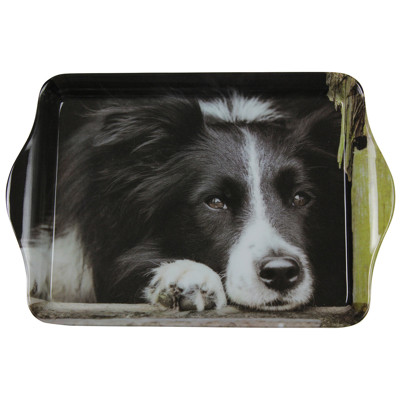 Collie Dog Trinket Tray