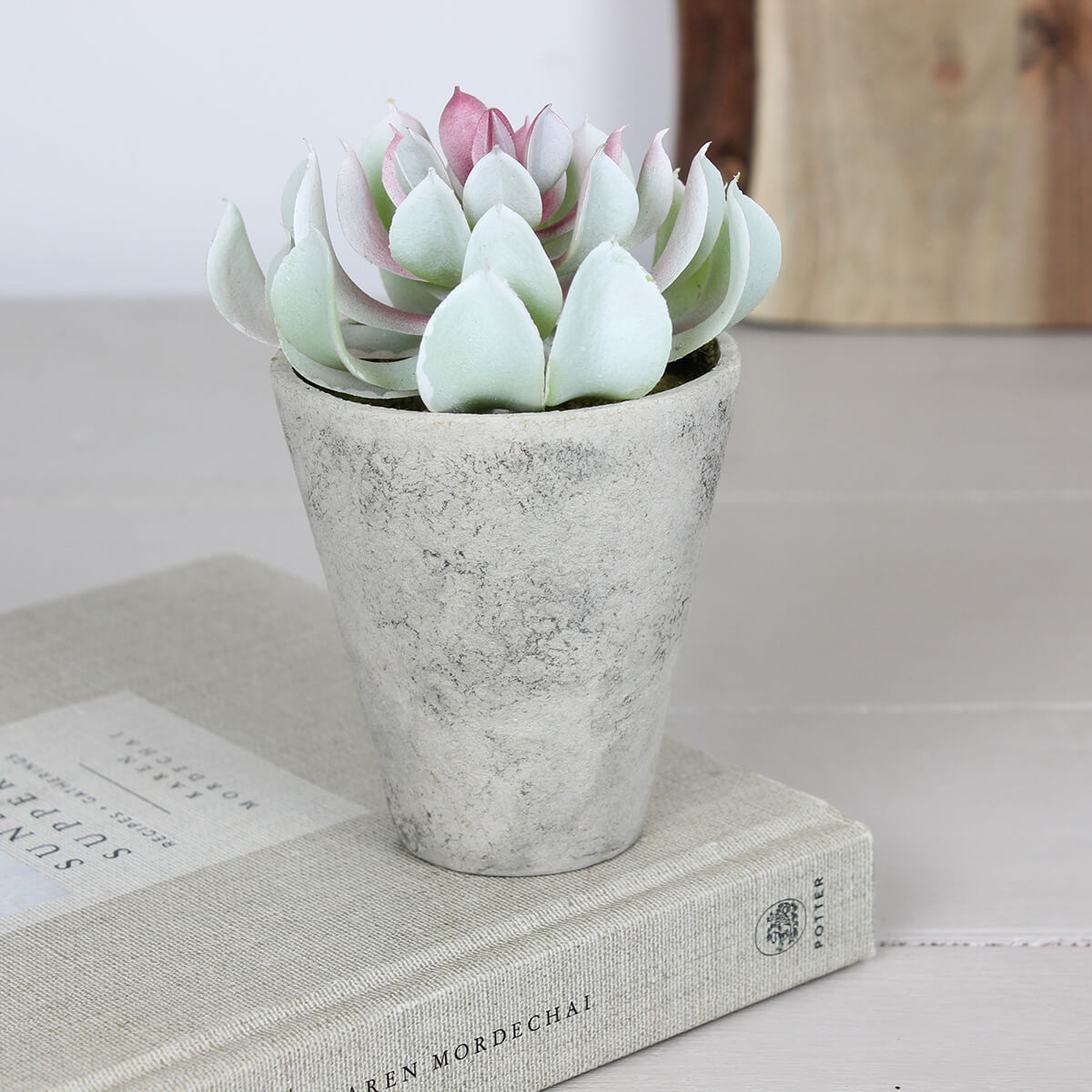 Potted Faux Blush Echevaria