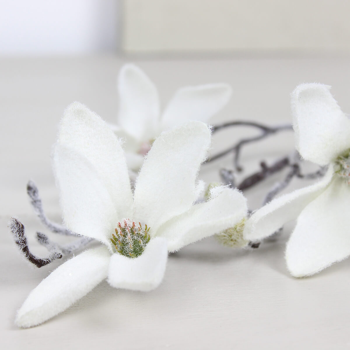 Frosty Magnolia