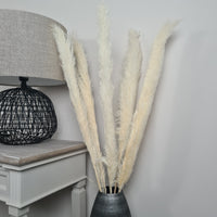 Thumbnail for Cream Pampas grass