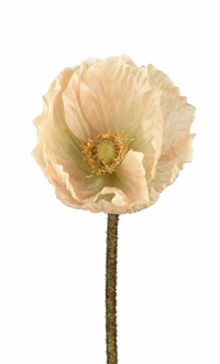 Thumbnail for Peach Poppy Stem